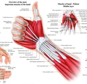 Piano brief: forearm movement