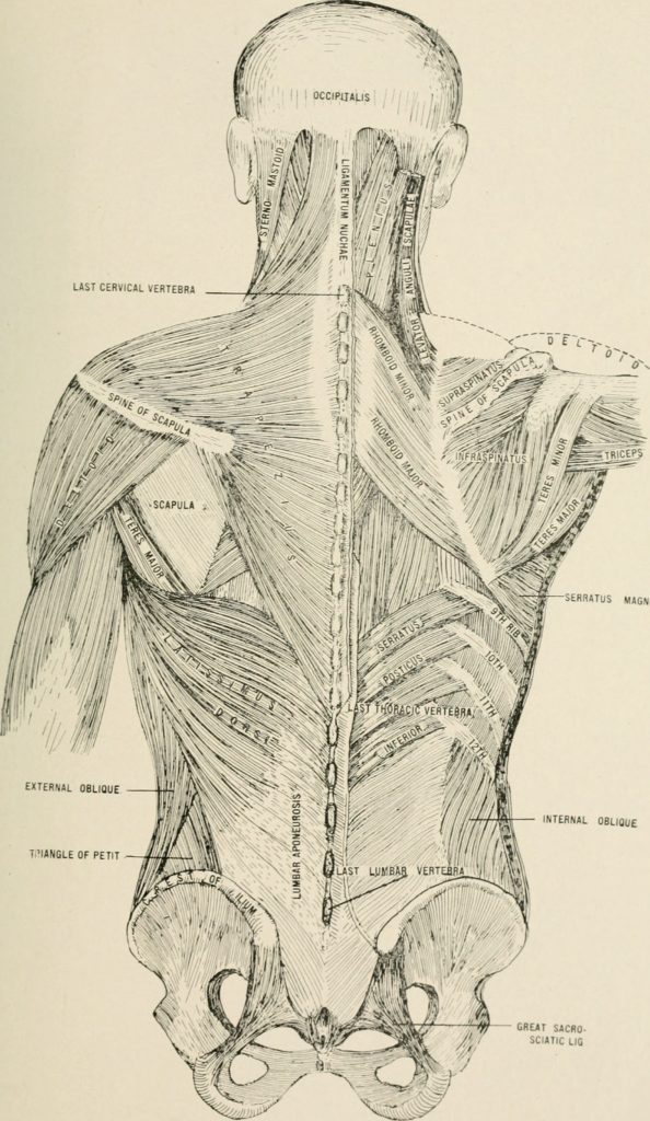 Correcting your Bad Posture with WKMT